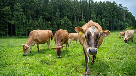 生産者、観光客、地域の三方よしを実現する新銘菓「バターのいとこ」