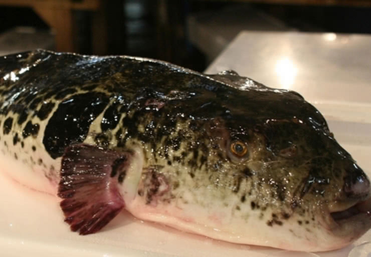 贅沢な冬の味覚「ふぐ」