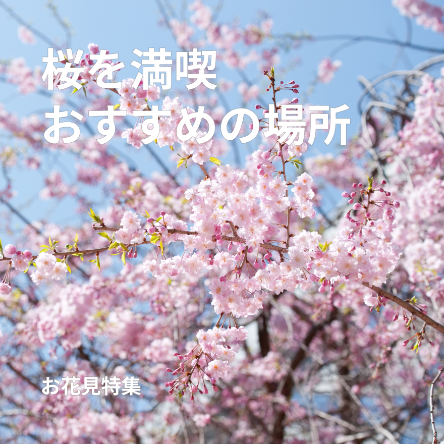 お花見特集