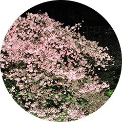 お花見ディナー