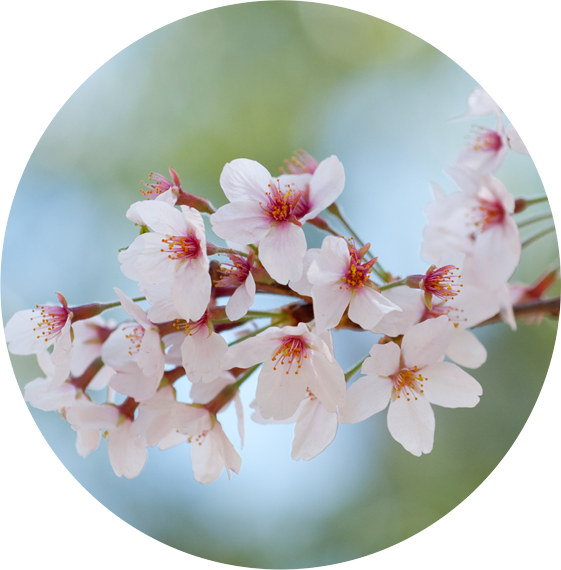 お花見子連れランチ